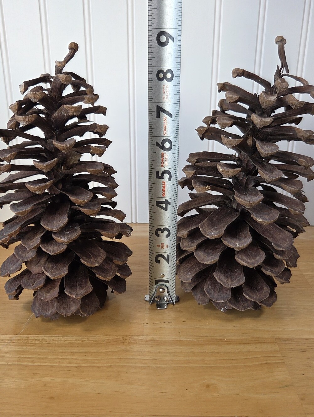 Georiga Pine Cones A Pair 8 Inches Tall